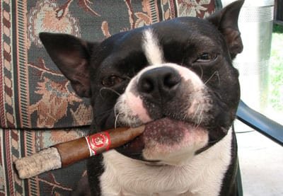cigardog